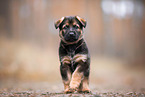 GDR German Shepherd