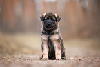 GDR German Shepherd