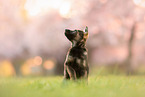 GDR German Shepherd