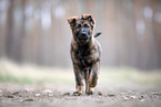 GDR German Shepherd