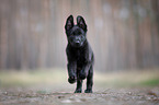 GDR German Shepherd