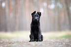 GDR German Shepherd