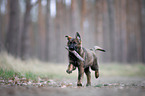 GDR German Shepherd