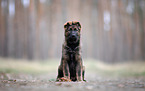 GDR German Shepherd