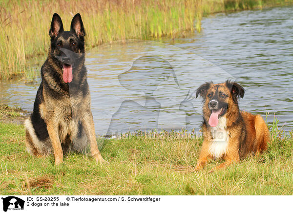 2 dogs on the lake / SS-28255