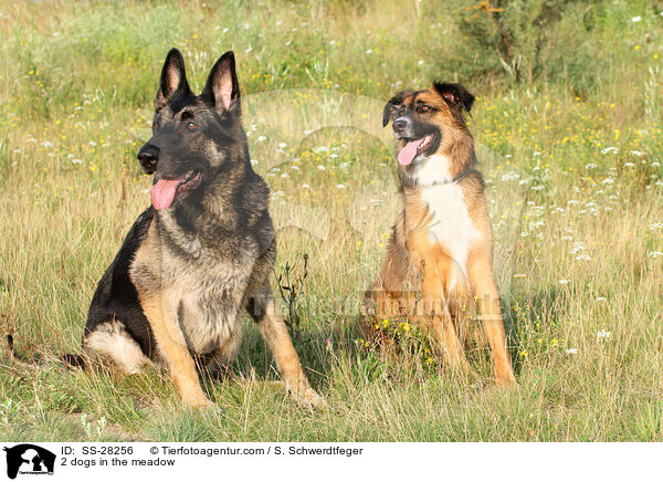 2 dogs in the meadow / SS-28256