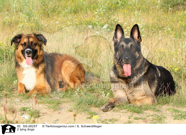 2 lying dogs / SS-28257
