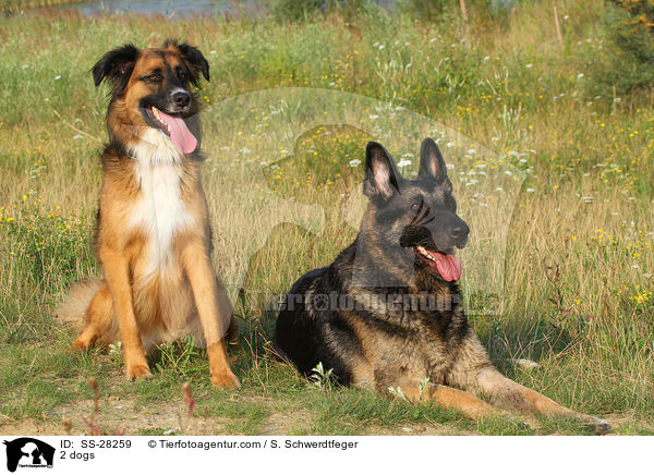 2 dogs / SS-28259