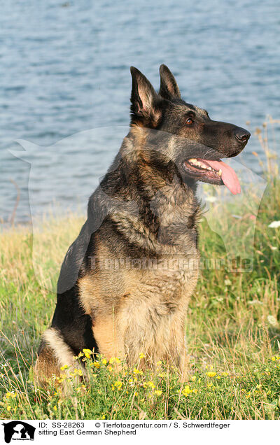 sitting East German Shepherd / SS-28263