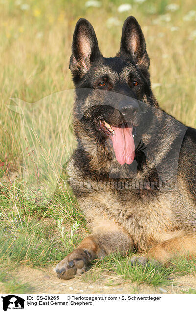 lying East German Shepherd / SS-28265