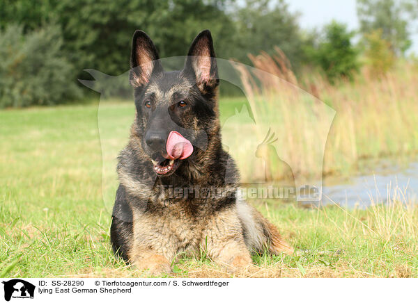liegender Deutscher Schferhund DDR / lying East German Shepherd / SS-28290