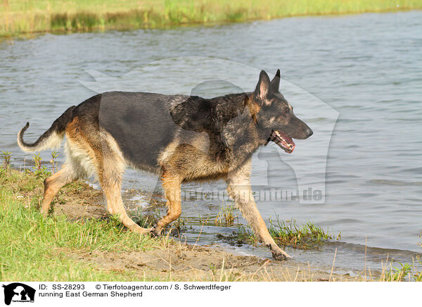 rennender Deutscher Schferhund DDR / running East German Shepherd / SS-28293