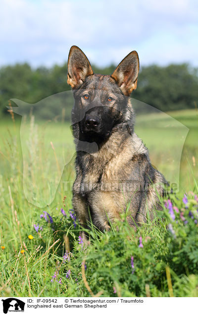 Deutscher Schferhund DDR Portrait / longhaired east German Shepherd / IF-09542