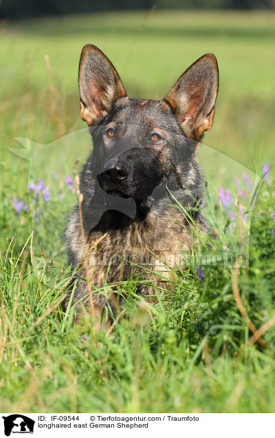 Deutscher Schferhund DDR Portrait / longhaired east German Shepherd / IF-09544