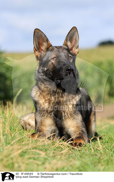 liegender Deutscher Schferhund DDR / lying east German Shepherd / IF-09545