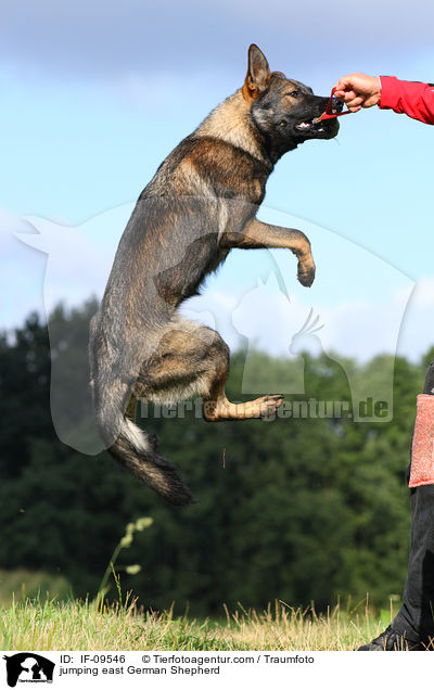 springender Deutscher Schferhund DDR / jumping east German Shepherd / IF-09546