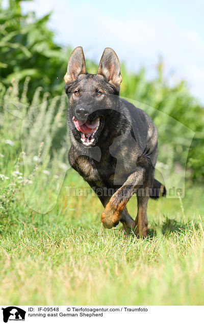 running east German Shepherd / IF-09548