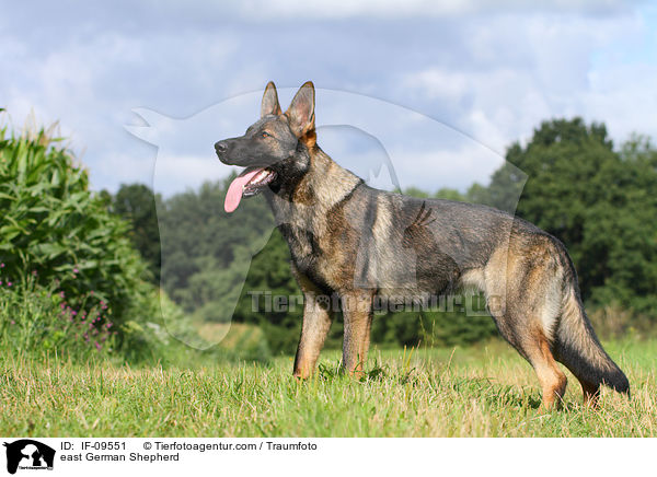 Deutscher Schferhund DDR / east German Shepherd / IF-09551