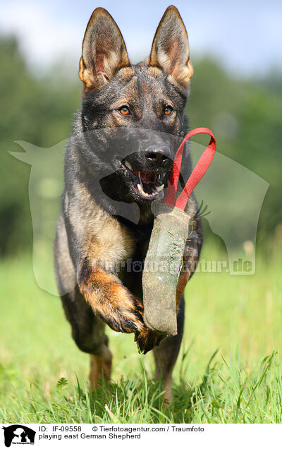 spielender Deutscher Schferhund DDR / playing east German Shepherd / IF-09558