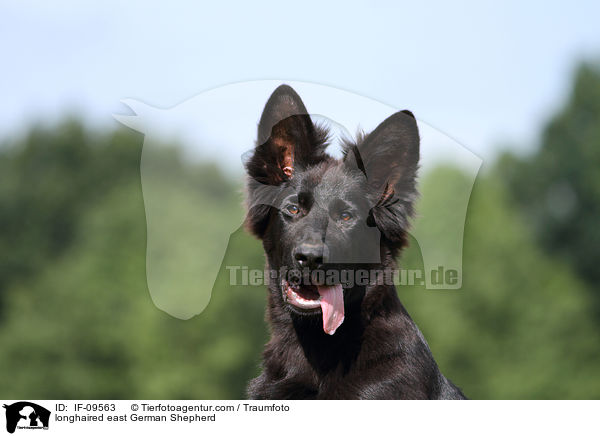 longhaired east German Shepherd / IF-09563