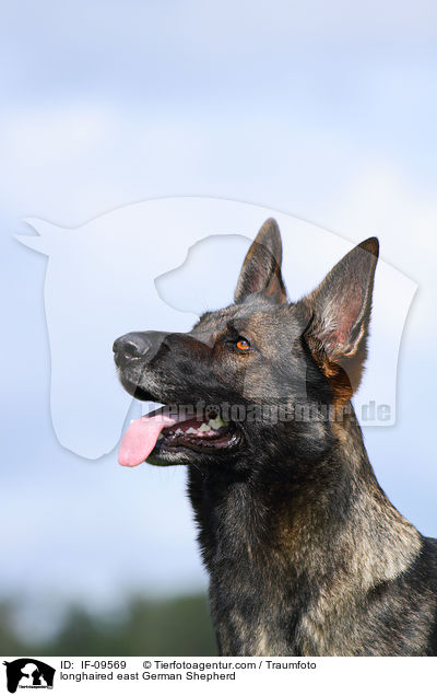 Deutscher Schferhund DDR Portrait / longhaired east German Shepherd / IF-09569