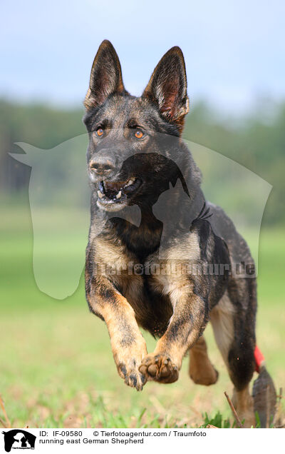 rennender Deutscher Schferhund DDR / running east German Shepherd / IF-09580