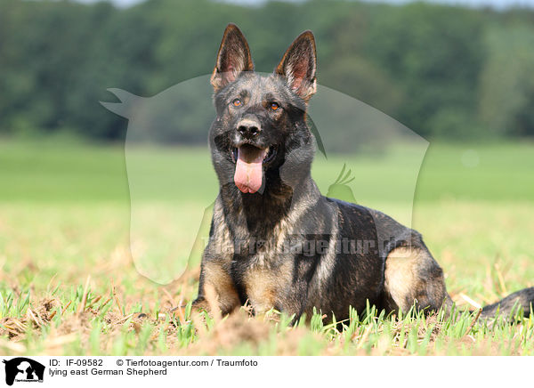 liegender Deutscher Schferhund DDR / lying east German Shepherd / IF-09582