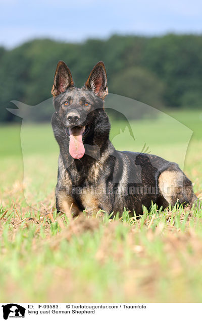liegender Deutscher Schferhund DDR / lying east German Shepherd / IF-09583