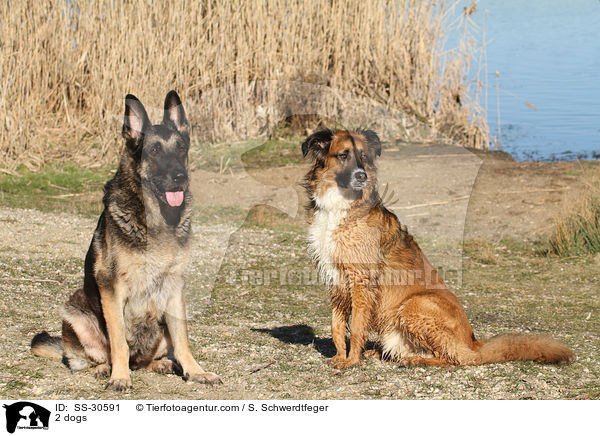 2 dogs / SS-30591