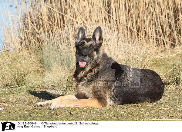 lying East German Shepherd / SS-30648