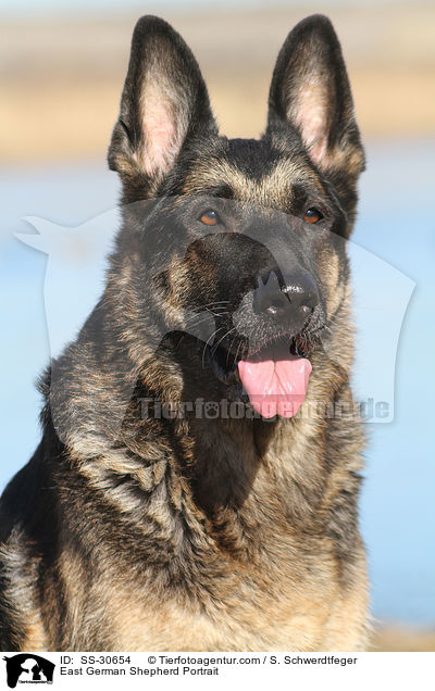 East German Shepherd Portrait / SS-30654