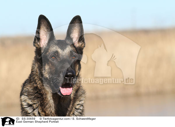East German Shepherd Portrait / SS-30659