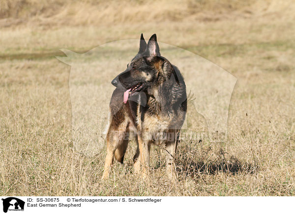 East German Shepherd / SS-30675