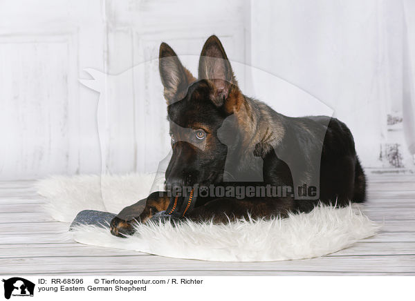 young Eastern German Shepherd / RR-68596