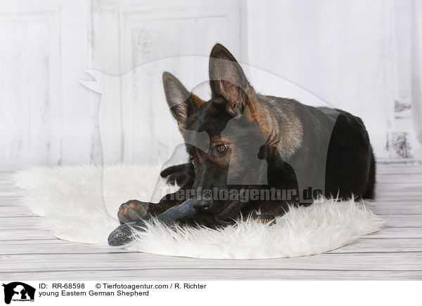 junger Deutscher Schferhund DDR / young Eastern German Shepherd / RR-68598
