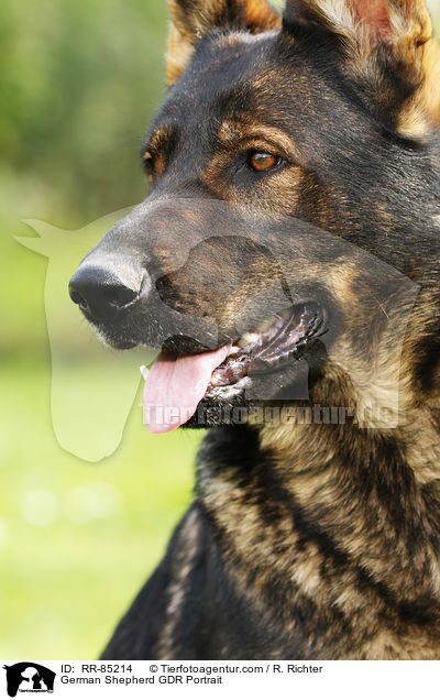 German Shepherd GDR Portrait / RR-85214