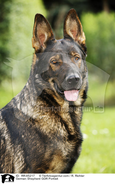 German Shepherd GDR Portrait / RR-85217