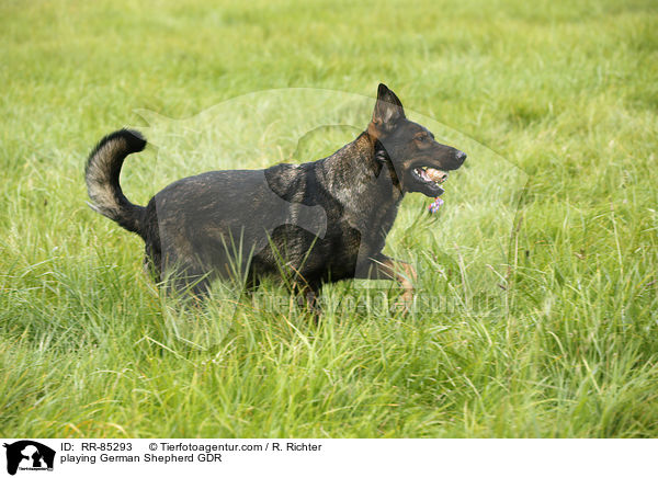 playing German Shepherd GDR / RR-85293