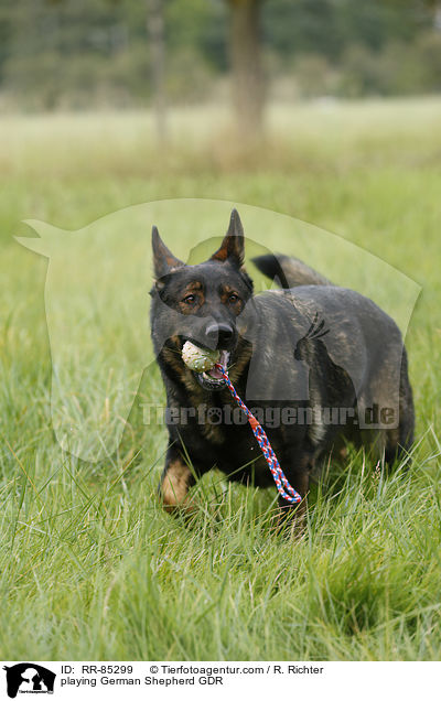 spielender Deutscher Schferhund DDR / playing German Shepherd GDR / RR-85299