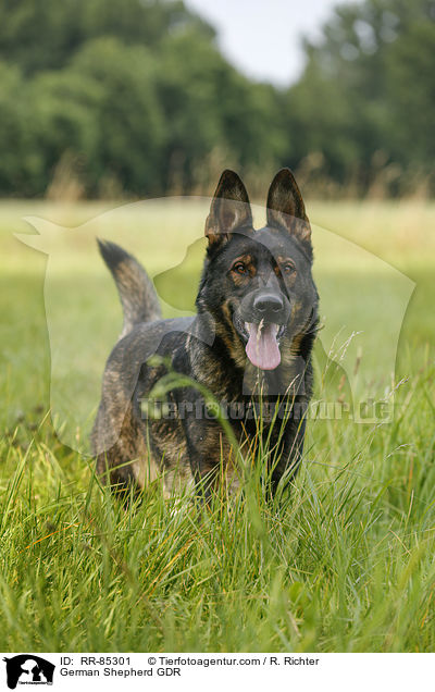 Deutscher Schferhund DDR / German Shepherd GDR / RR-85301