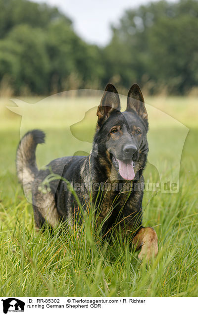 rennender Deutscher Schferhund DDR / running German Shepherd GDR / RR-85302