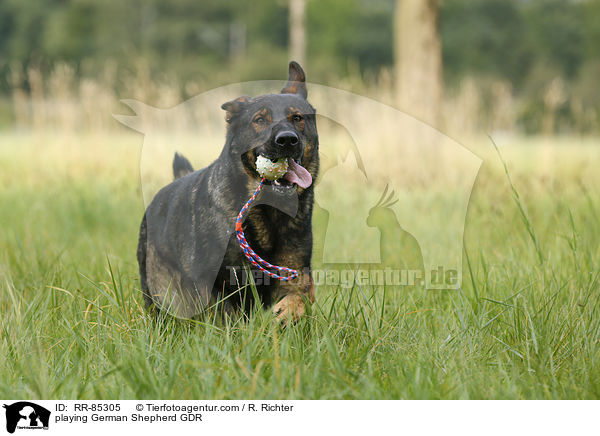 spielender Deutscher Schferhund DDR / playing German Shepherd GDR / RR-85305