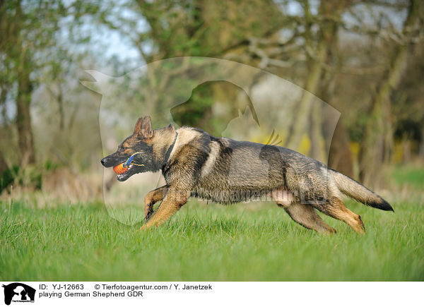 playing German Shepherd GDR / YJ-12663