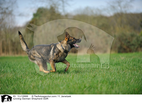 running German Shepherd GDR / YJ-12666