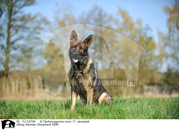 sitting German Shepherd GDR / YJ-12706