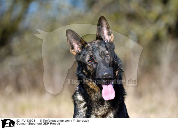 German Shepherd GDR Portrait / YJ-13903