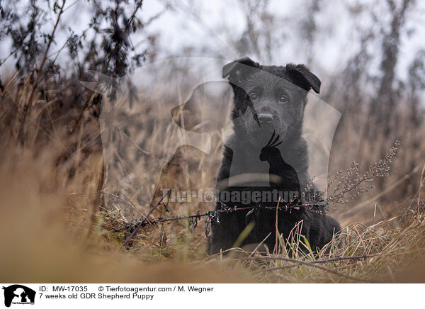 7 Wochen alter DDR Schferhund Welpe / 7 weeks old GDR Shepherd Puppy / MW-17035