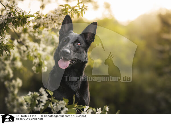 Schwarzer DDR Schferhund / black GDR Shepherd / KAS-01441