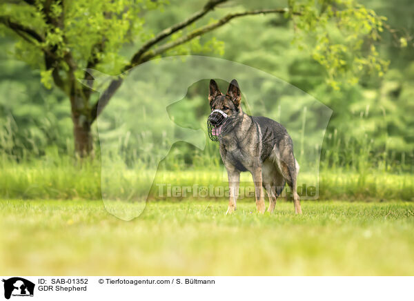 DDR Schferhund / GDR Shepherd / SAB-01352