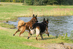 2 running dogs